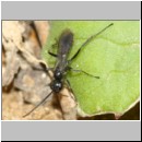 Priocnemis melanosoma - Wegwespe m05 5mm OS-Hasbergen-Lehmhuegel-det.jpg